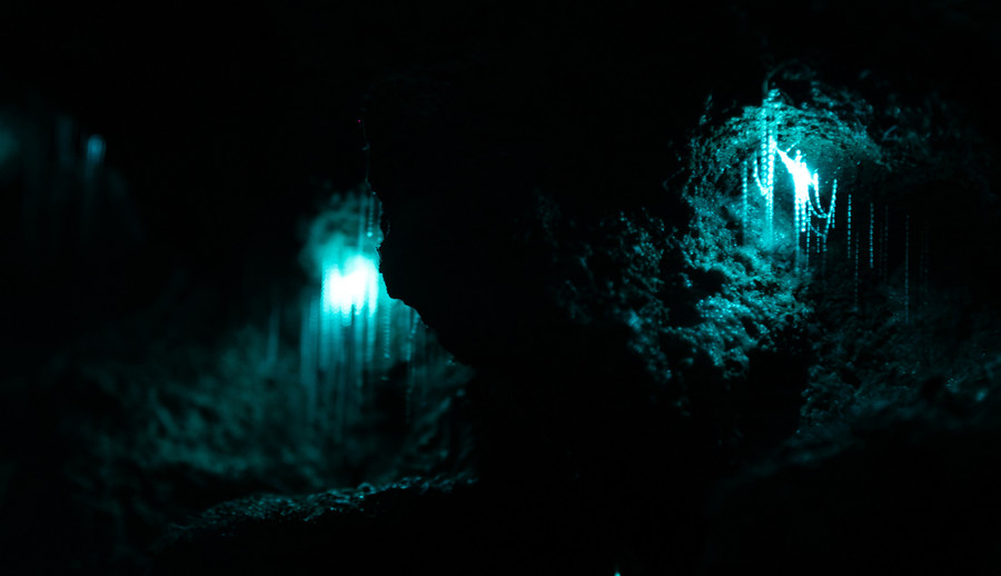 Glowworm threads hanging from a cave ledge