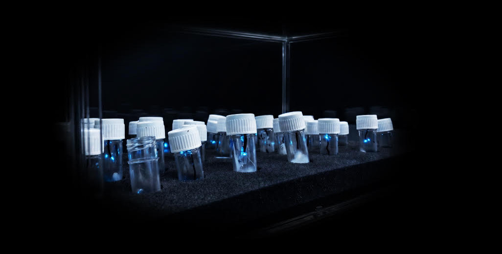 Glowworm larvae in research vials inside the lab